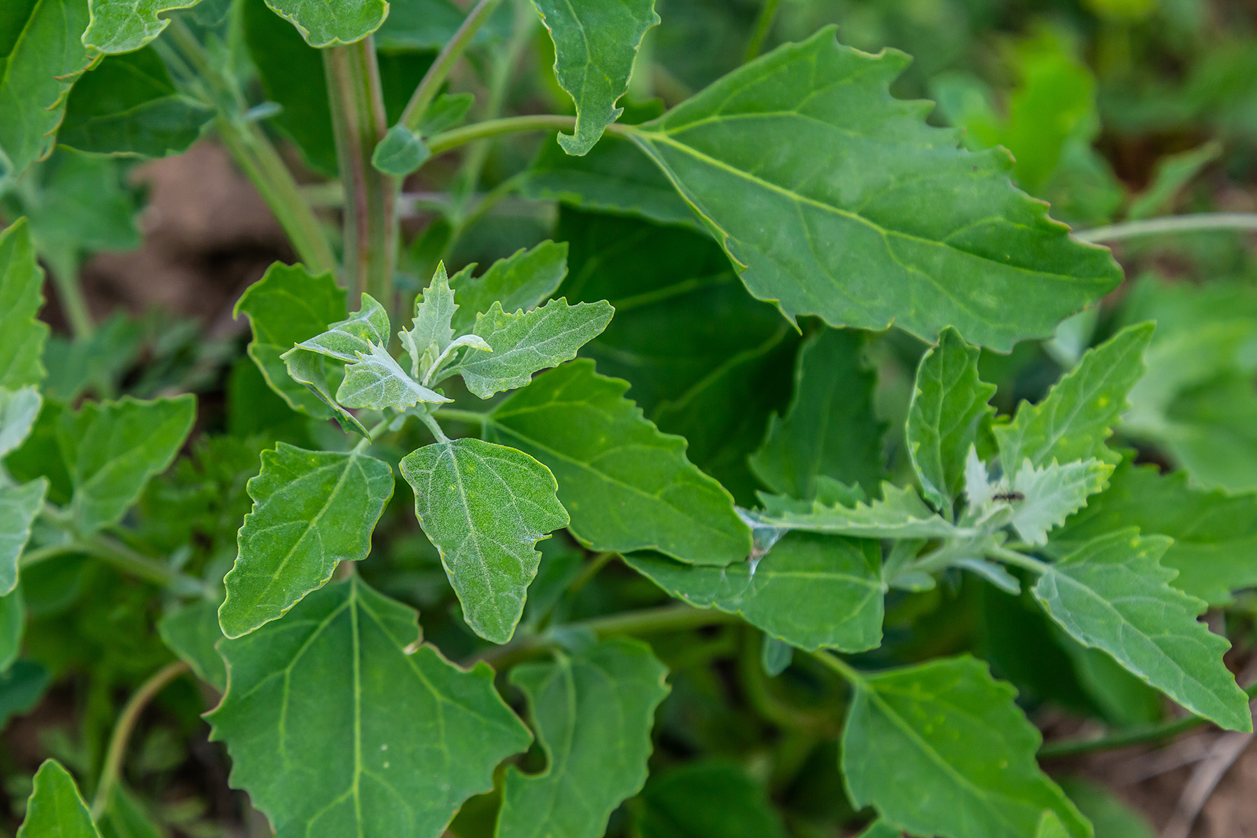 Edible Weeds And Plants Edible Weeds R gardening edible-weeds-and-plants-edible-weeds-r-gardening